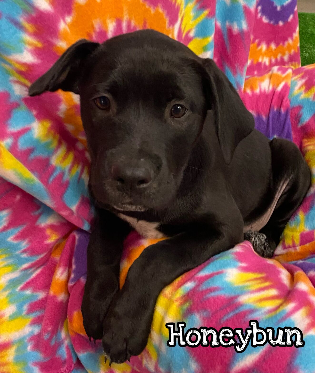 Honeybun